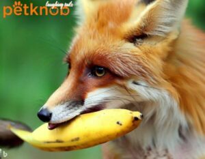 benefits of fox eating bananas