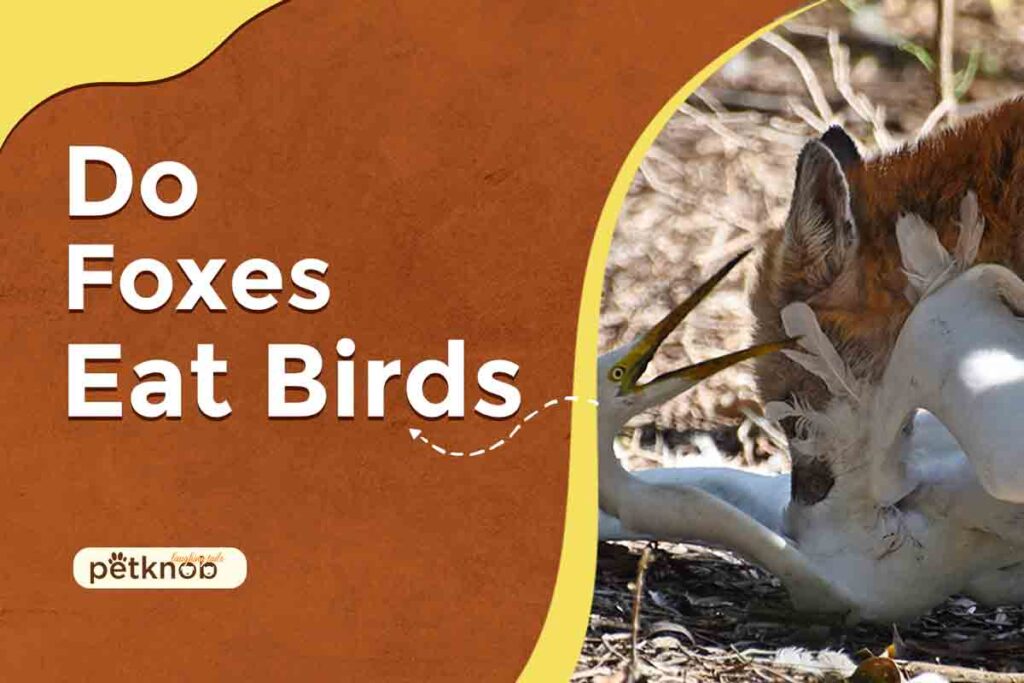 do foxes eat birds