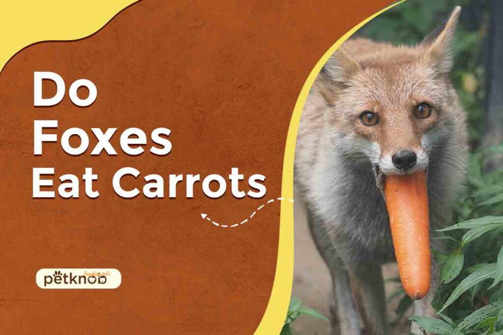 do foxes eat carrots