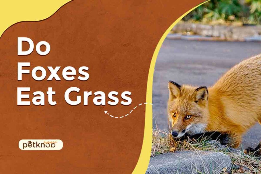 do foxes eat grass
