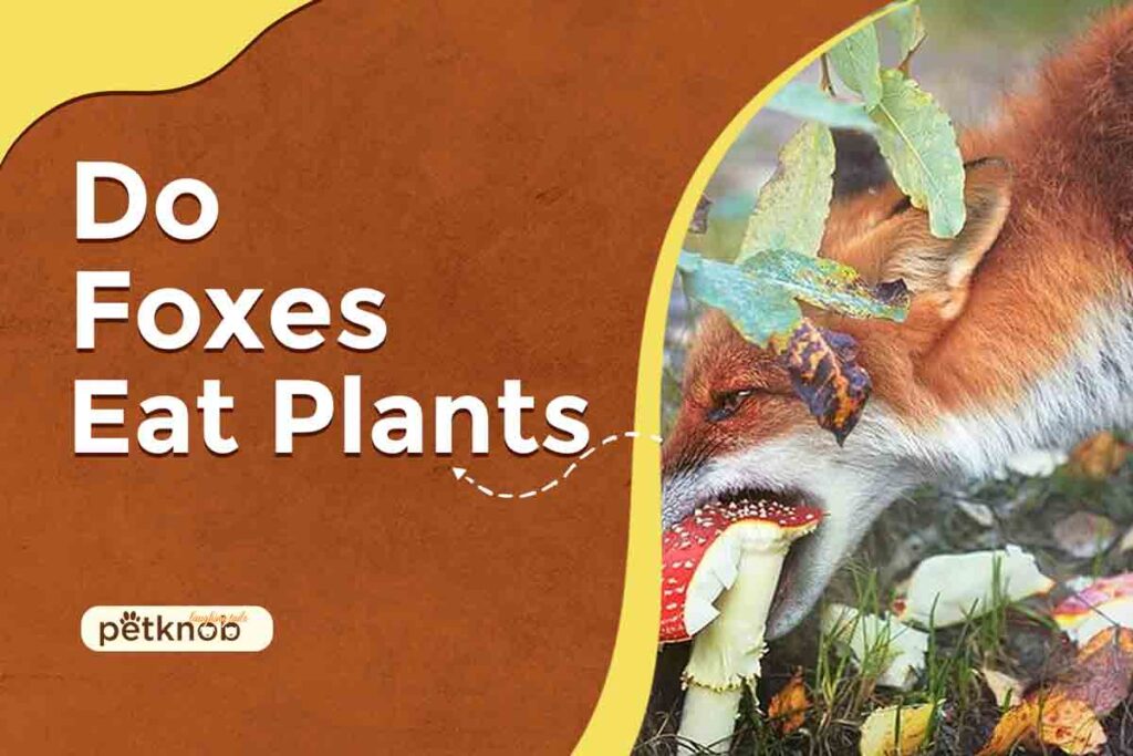 do foxes eat plants