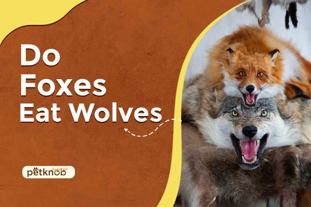 do foxes eat wolves