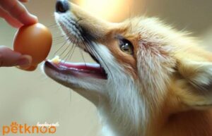 feed egg to fox