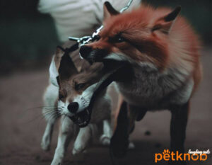 fox attack dog on leash