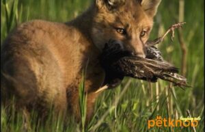 fox catch sparrow