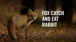 fox catches and eat rabbits