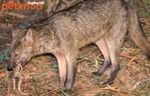 fox eat whole frog