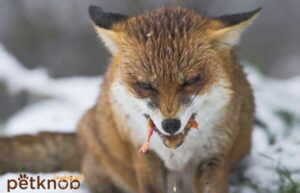 fox eating snake