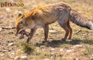 fox searching for food