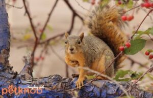 squirrel defending against fox