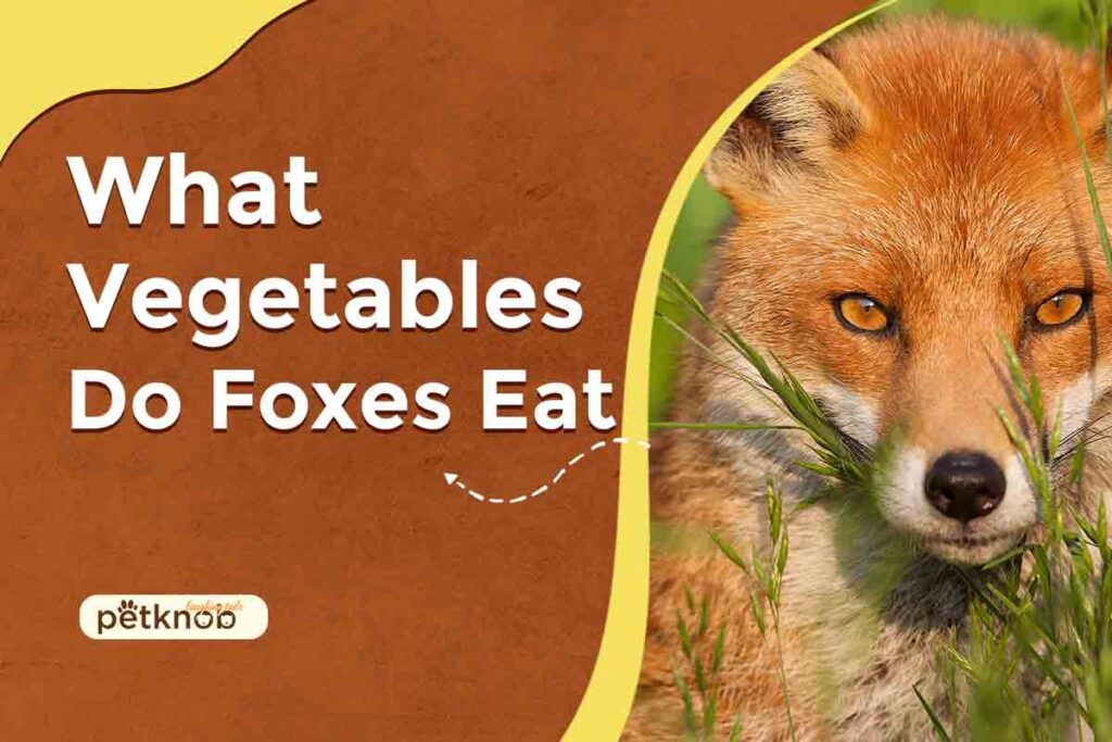 what vegetables do foxes eat
