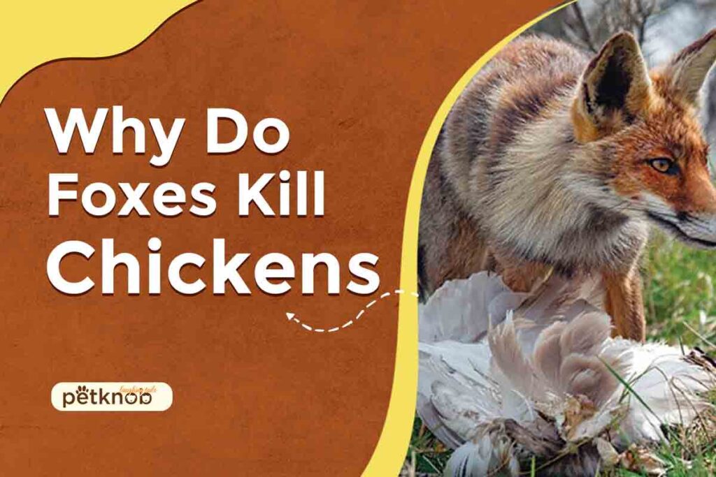 why do foxes kill chicken and leave them