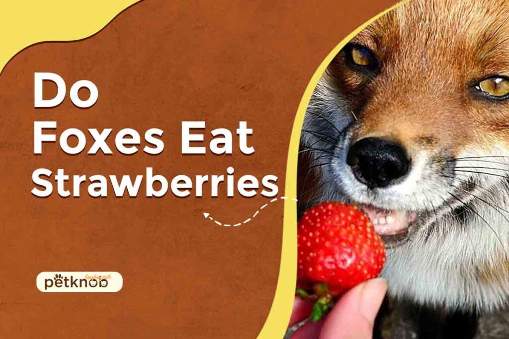can foxes eat strawberries