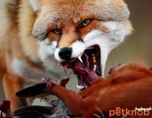 fox eat coyotes