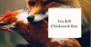 fox killed chicken and eat