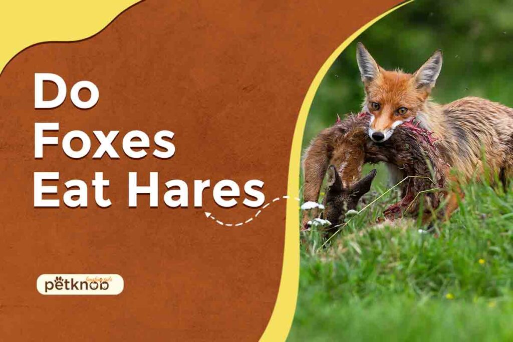 do foxes eat hares