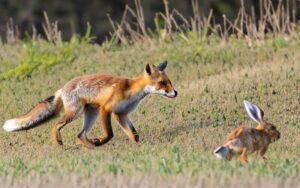 fox running through hare