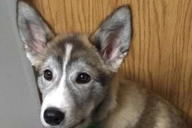 husky coyote pup