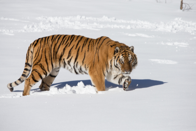 siberian tiger