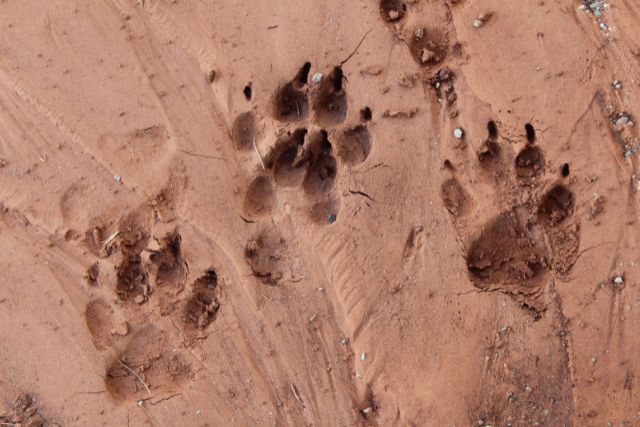 wolf track