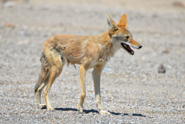 coyote waiting for prey