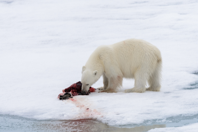 polar bear eating a seal