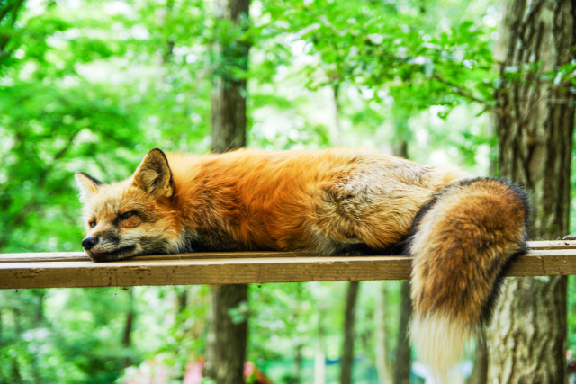 red fox