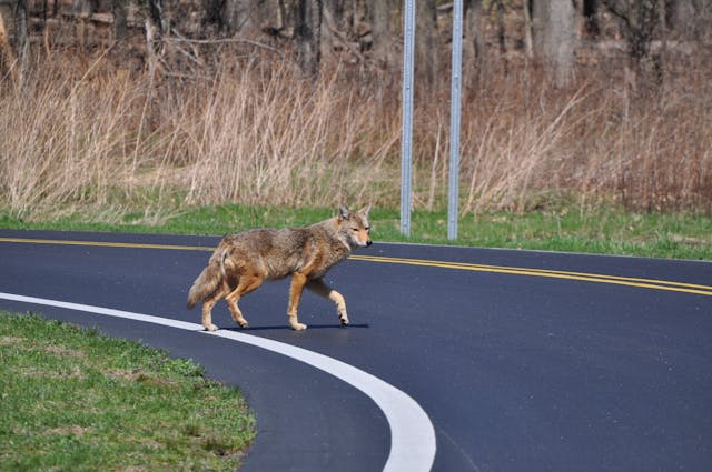 coyote crossing